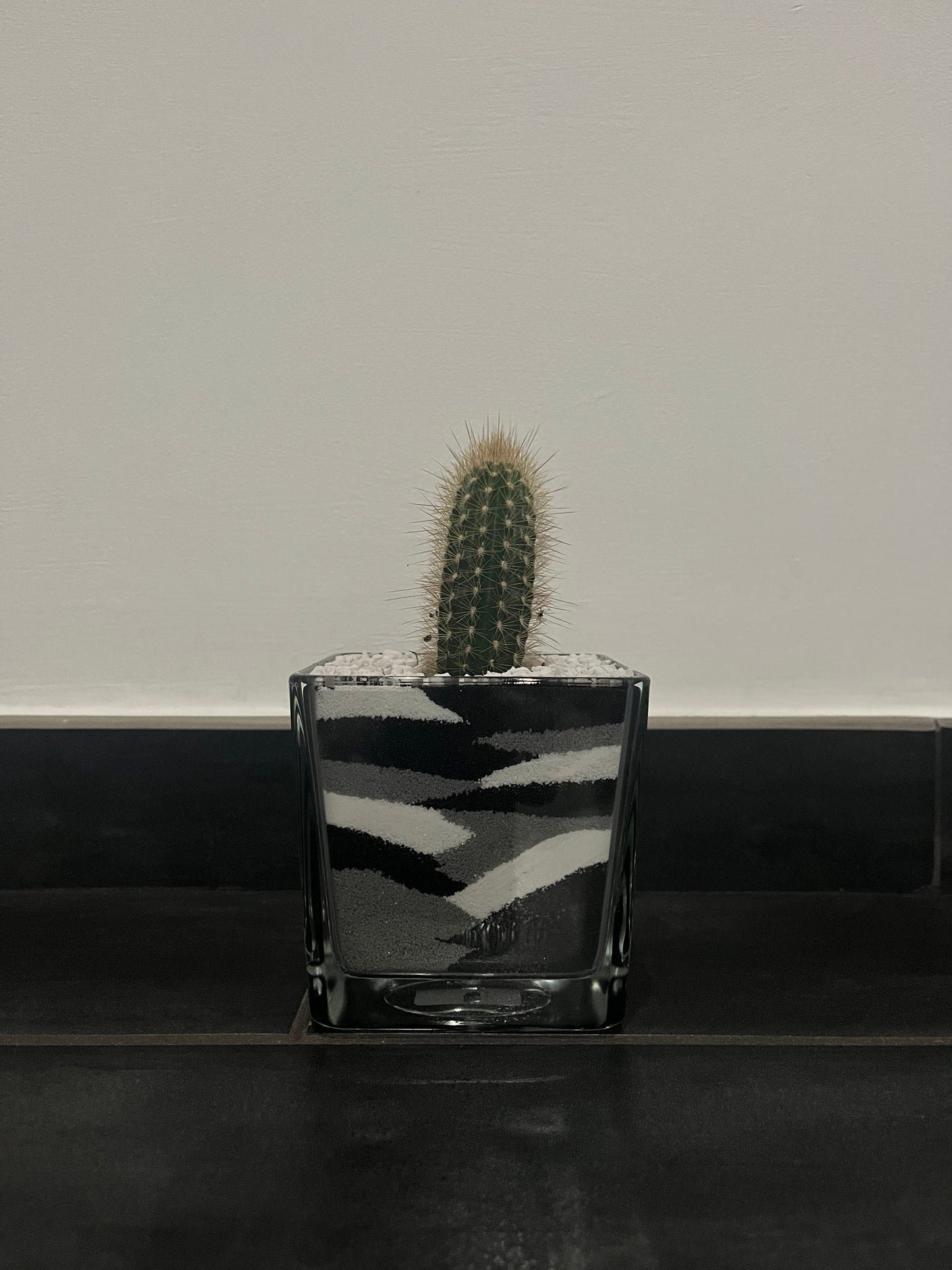 Cactus in vaso di vetro con sabbia colorata (nero-grigio-bianco)