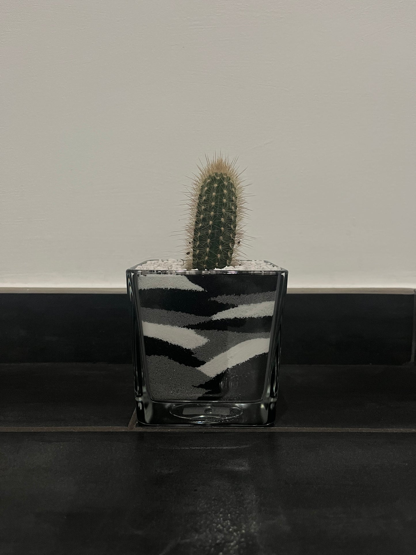 Cactus in vaso di vetro con sabbia colorata (nero-grigio-bianco)