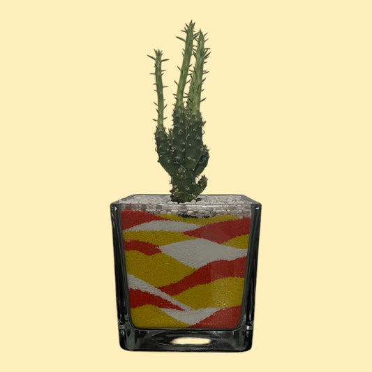 Cactus in vaso di vetro con sabbia colorata (giallo-arancione-bianco)