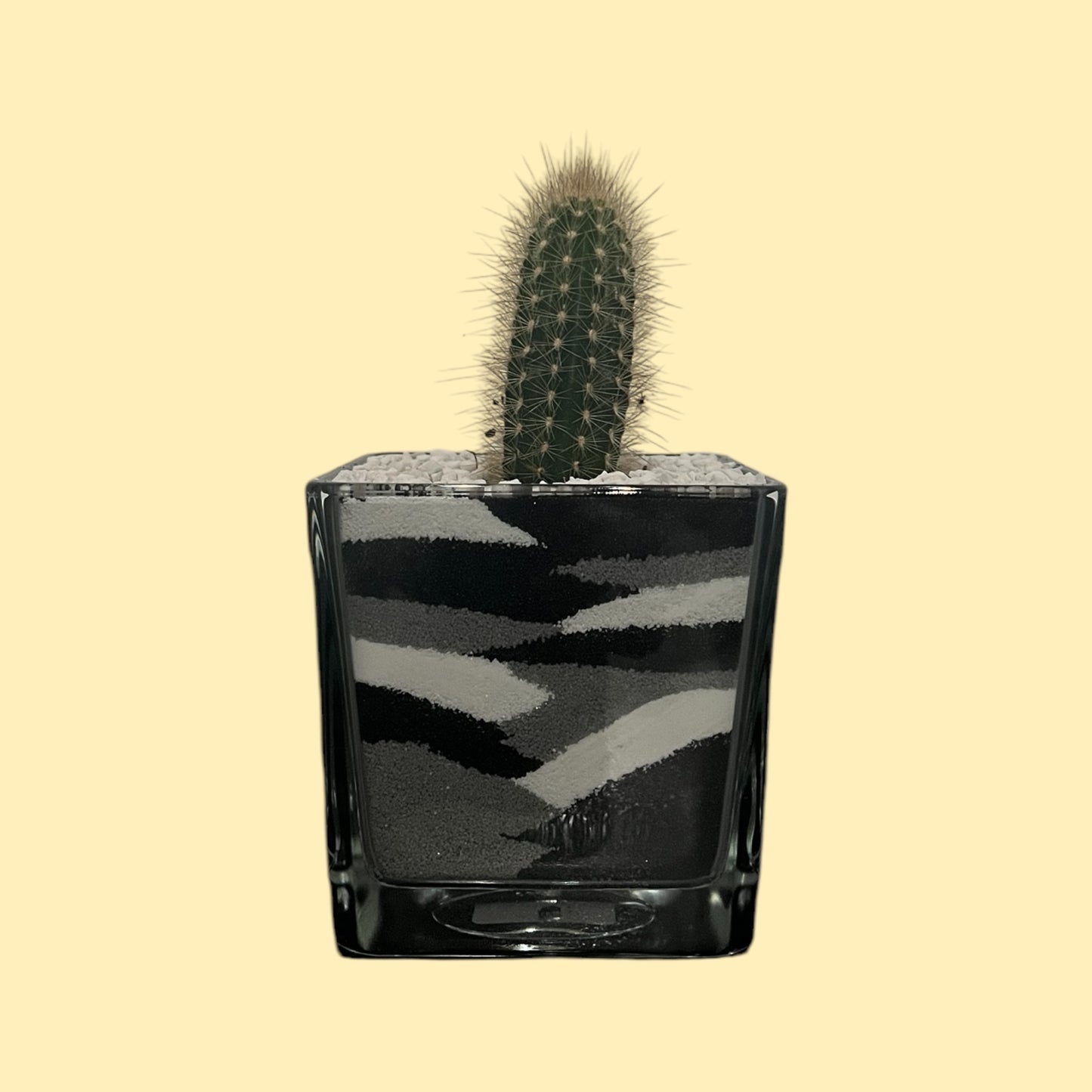 Cactus in vaso di vetro con sabbia colorata (nero-grigio-bianco)